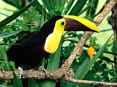 Chestnut-Mandibled Toucan